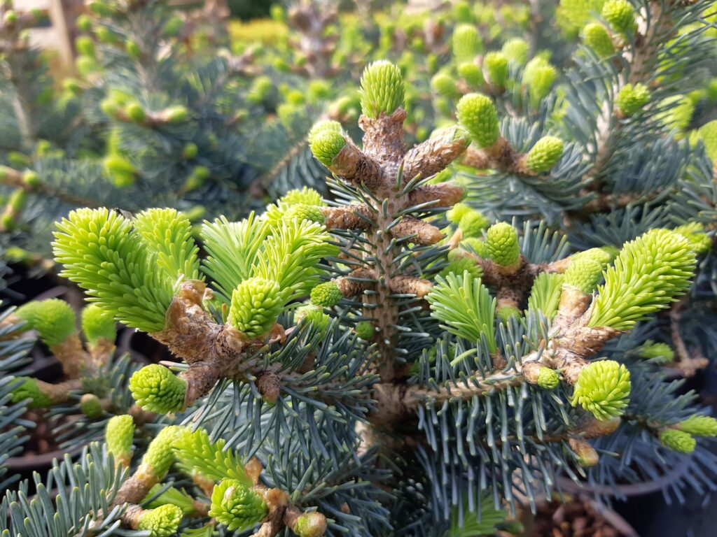 Abies