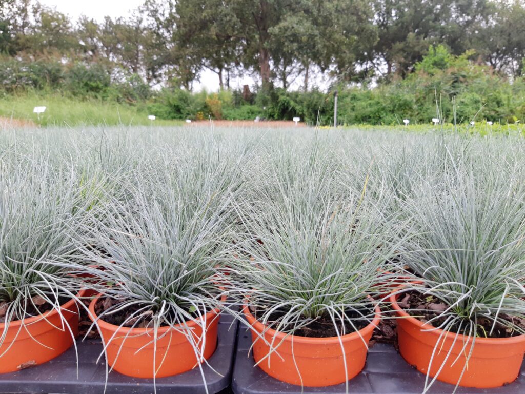 Festuca glauca
