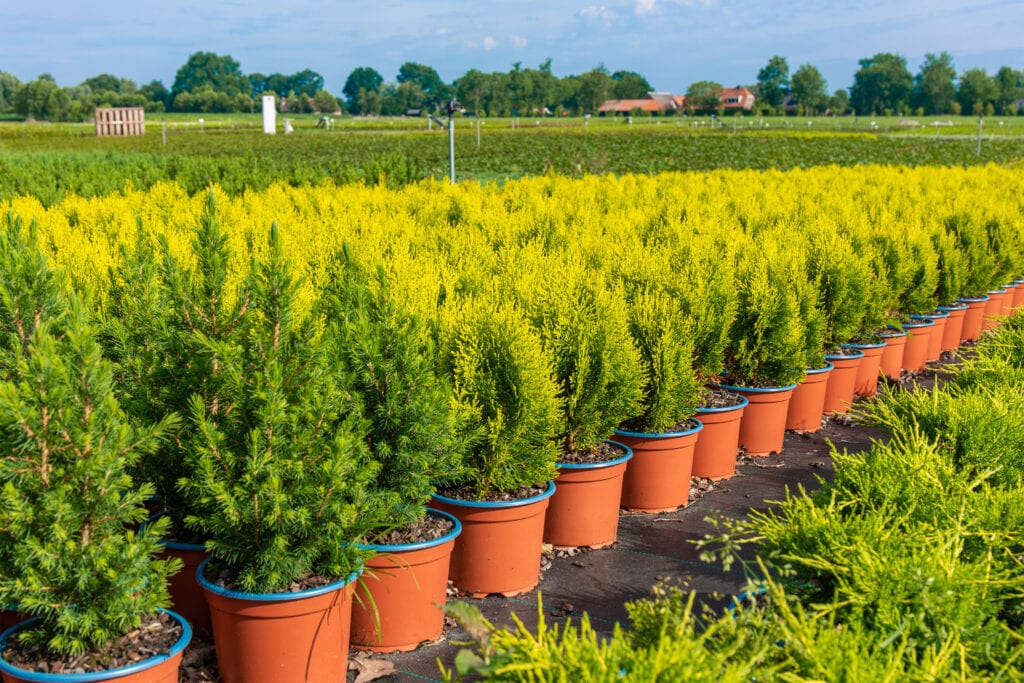 thuja
