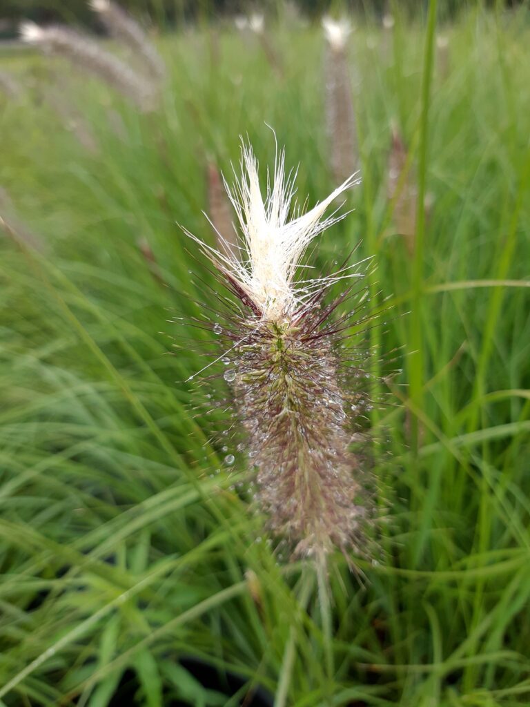 Pennisetum alopecuroides