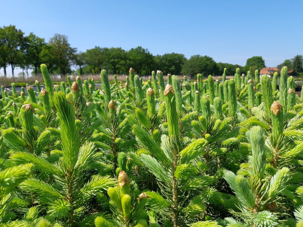 Picea pungens Super Blue Seedling