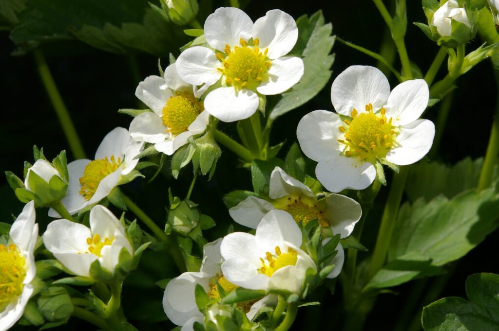 Fragaria strawberry