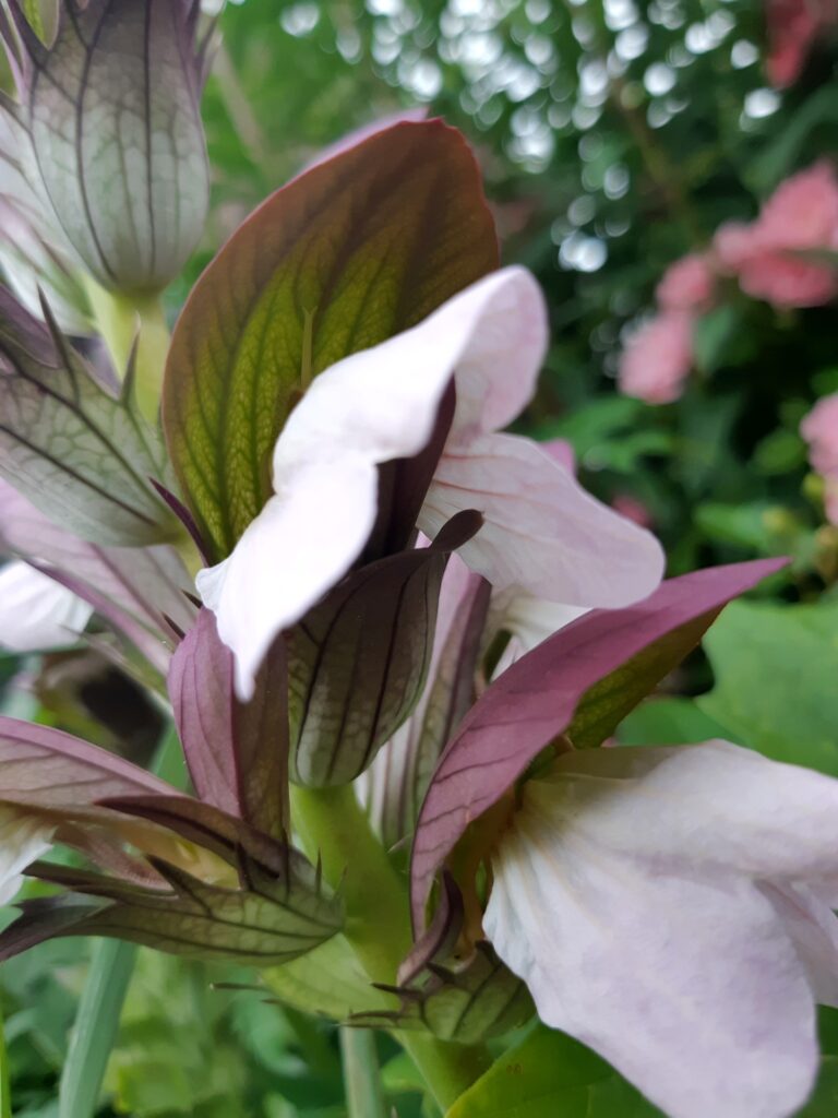 Acanthus