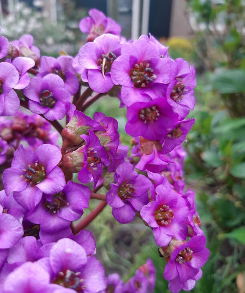 bergenia