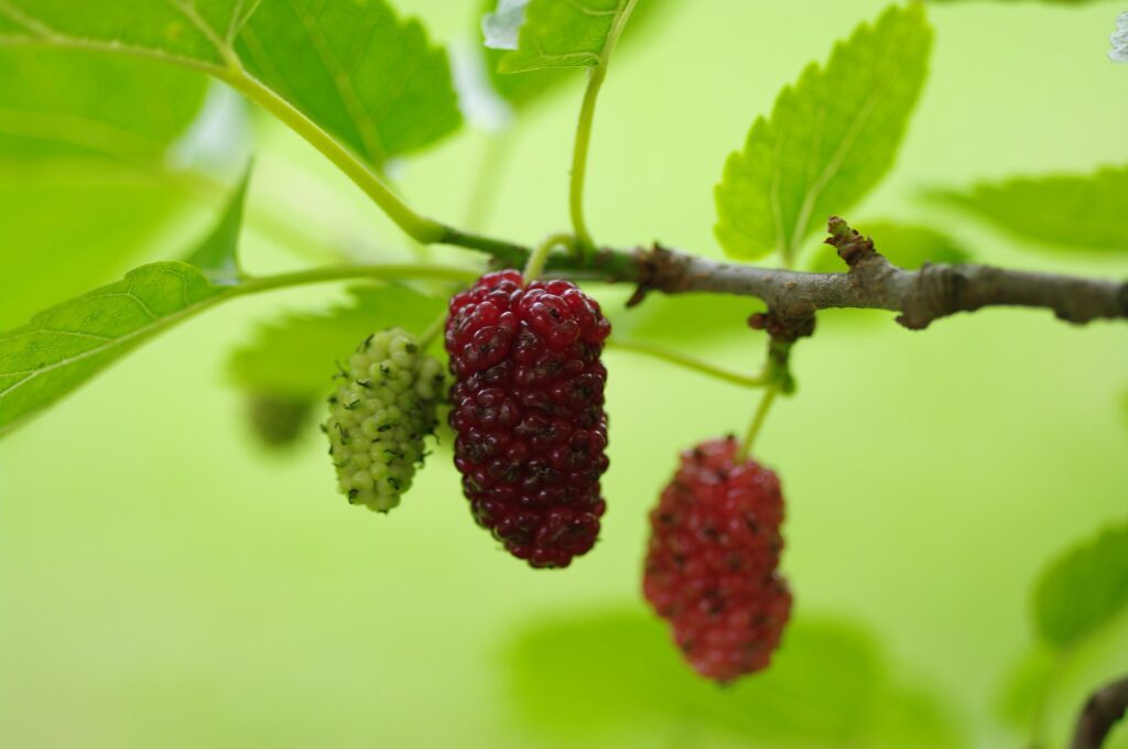 Morus mulberry