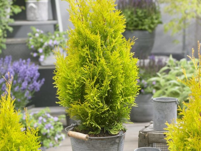 Thuja-occidentalis-Sunny-Smaragd-2-819x1024