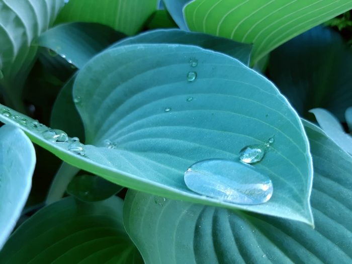 aanbevolden-planten-vaste-planten-header_1