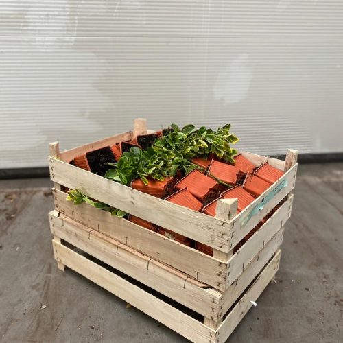 hoogenraad-export-kist-1