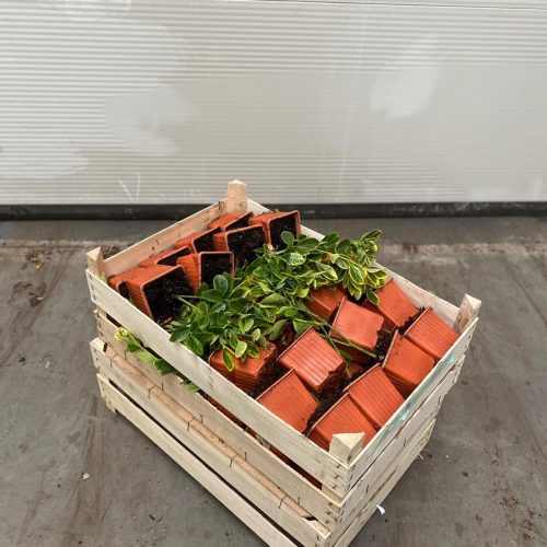 hoogenraad-export-kist-3