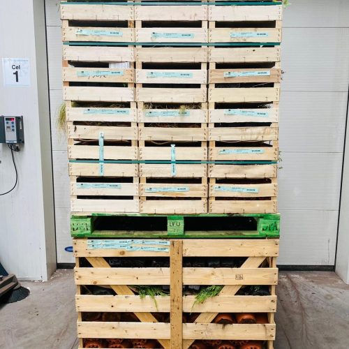 hoogenraad-export-kist-pelletbox-2