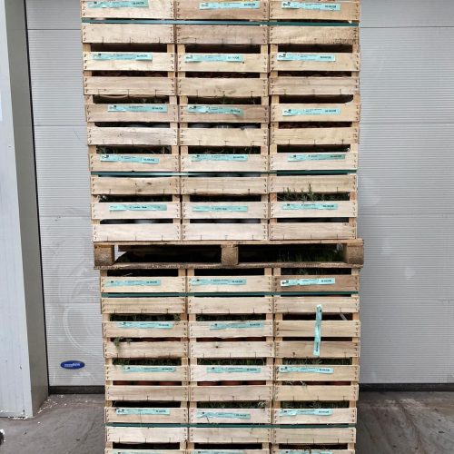 hoogenraad-export-kist-pelletplek-4