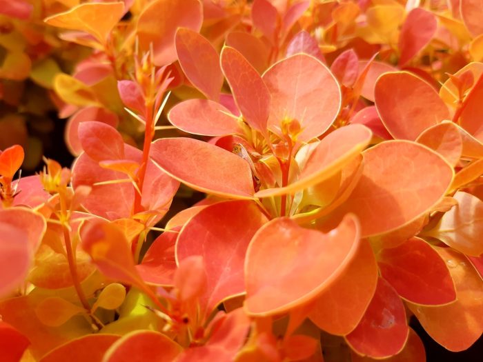 klantenservice header